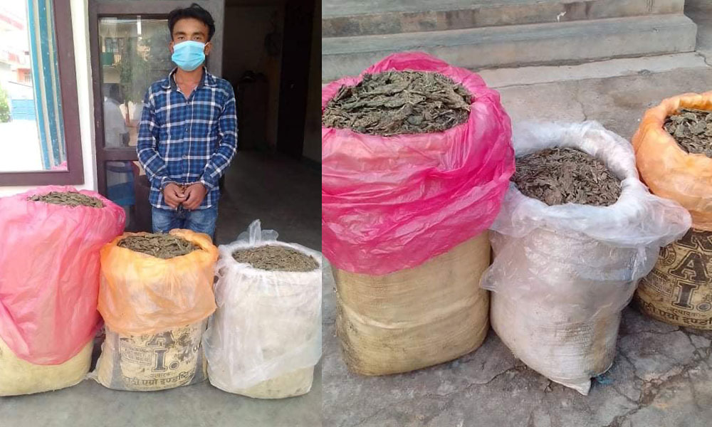 उदयपुरमा ५३ किलो गाँजासहित एक जना पक्राउ