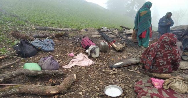 २५ भेडाका पाठा जलेपछि दशैँको चिन्ता