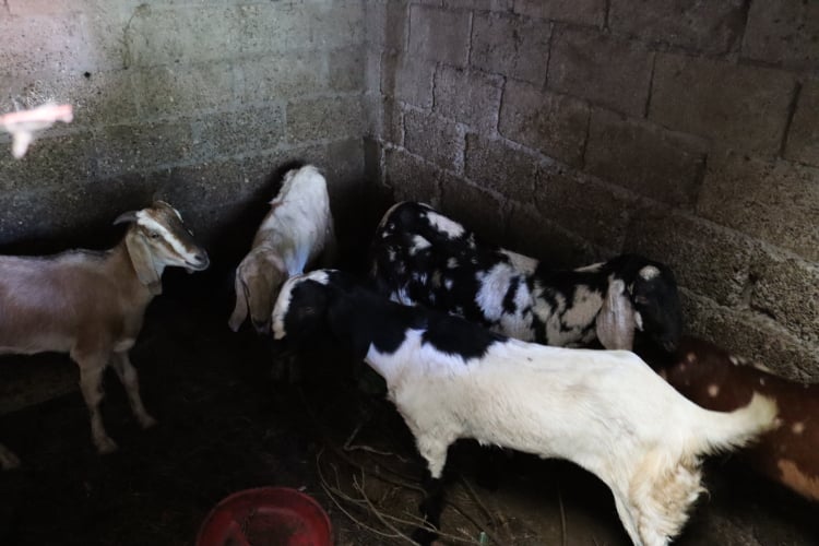 चितवनका खसी–बोकाले दशैँमा ५० प्रतिशत मात्र माग धान्ने, मासुको मूल्य नबढ्ने