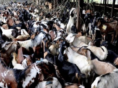 सखुवाको खसीबोका बजार तीन दिन सञ्चालन हुने