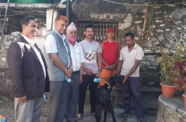 कैदीबन्दीलाई दसैँ मनाउन खसी उपहार