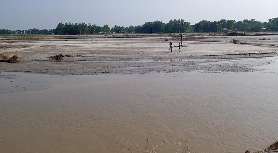 बाढीपीडित किसानको प्रश्न : पाकिसकेको धान खेत अहिले बगर भयो, हामी एक वर्ष के खाएर बाँच्ने ?