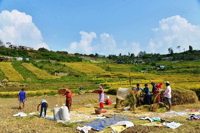 मतदाता रिझाउने नयाँ शैलीः किसानको खेतमा धान काटेर सहयोग गर्दै उम्मेदवार