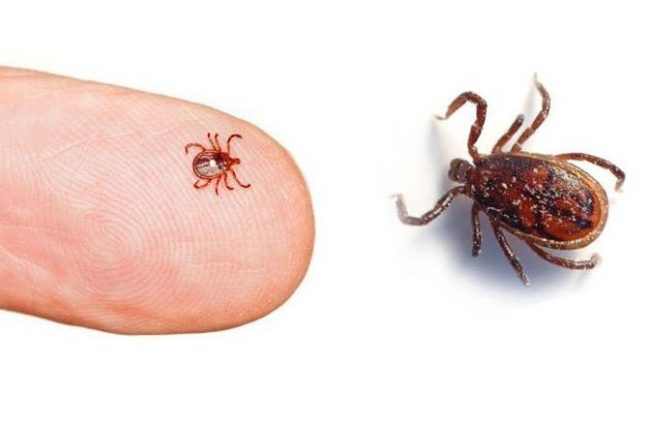 कोरोनाभाइरससँग मिल्दोजुल्दो लक्षण भएको स्क्रब टाइफसबाट बच्ने उपाय