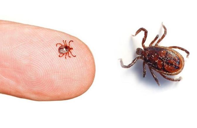 कोरोनाभाइरससँग मिल्दोजुल्दो लक्षण भएको स्क्रब टाइफसबाट बच्ने उपाय