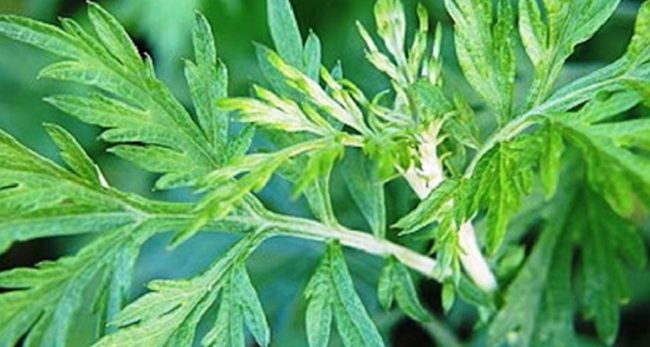 गाउँ फर्किएर बाँझो जमिनमा तितेपाती खेती