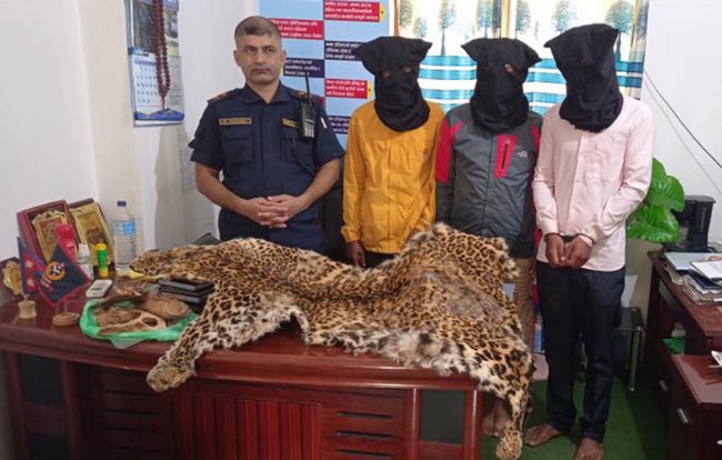 बाँकेमा चितुवाको छाला र हड्डीसहित तीन जना पक्राउ