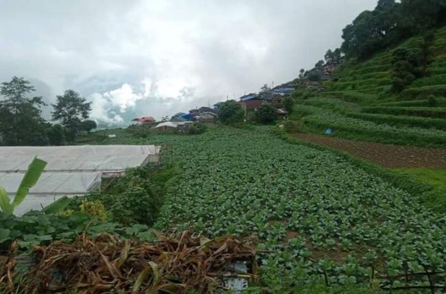 भुष्मेका बारी तरकारी खेतीले हरिमल्लै