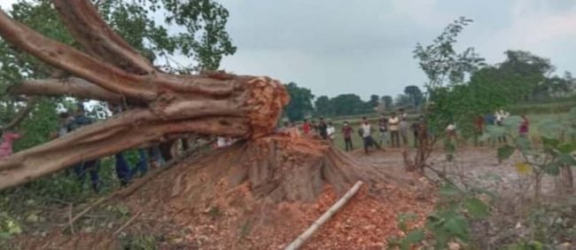 पाल्पामा रुख ढलेर एकको मृत्यु