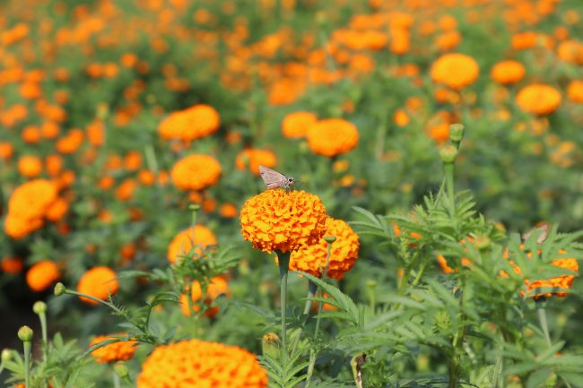 सयपत्री सप्रिएपछि किसान मक्ख : चितवनमा ३५ बिघामा फूल खेती, तिहारलाई साढे दुई लाख माला