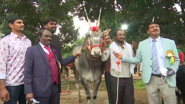 साँढेको मूल्य डेढ करोड रुपैयाँ !