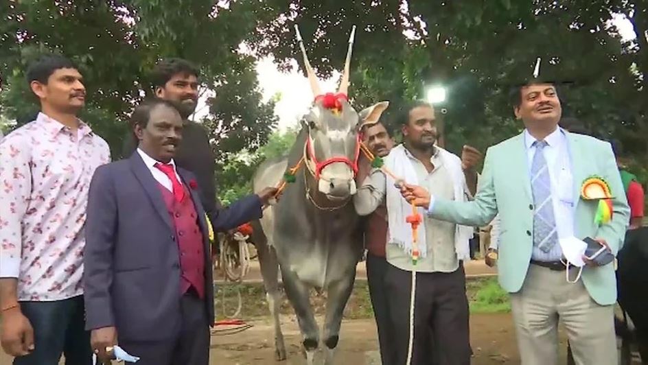 साँढेको मूल्य डेढ करोड रुपैयाँ !