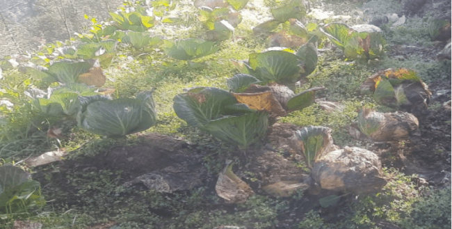 बिक्री गर्न तयार भएको बन्दा किसानको खेतमै कुहियो