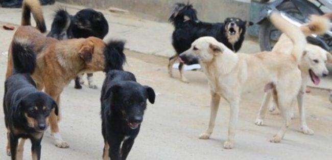 छाडा कुकुर नियन्त्रण गर्न बन्ध्याकरण र रेबिजविरुद्धको भ्याक्सिन