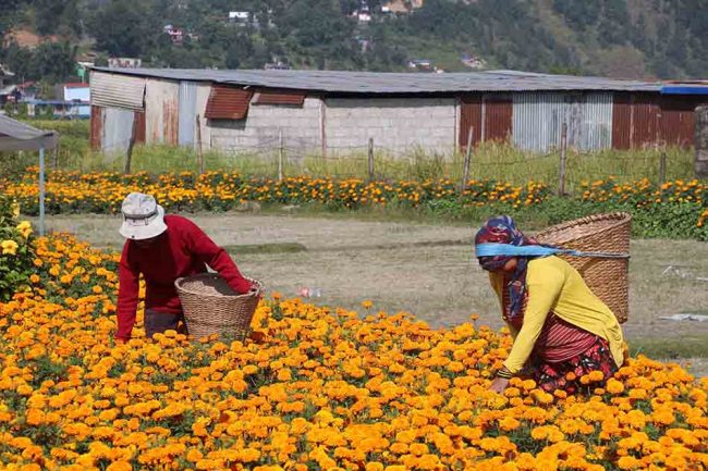 तिहारमा पोखराले तीन करोडको फूल किन्ने