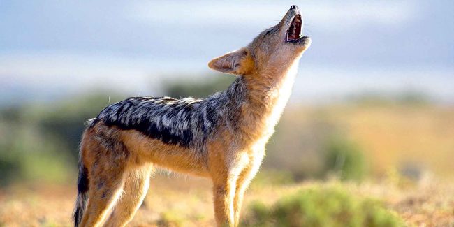 स्यालको टोकाइबाट १२ घाइते