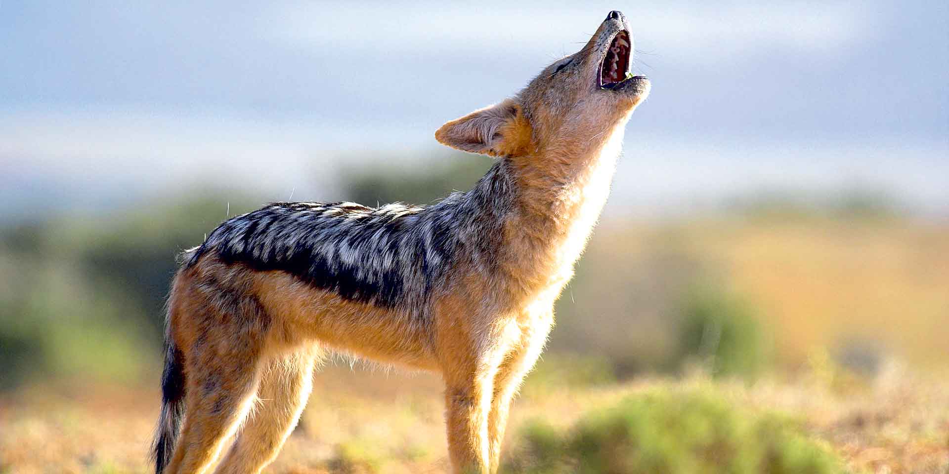 स्यालको टोकाइबाट १२ घाइते