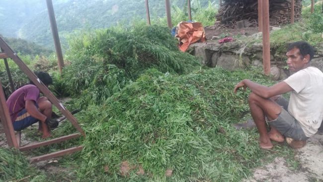 लमजुङमा तितेपातीबाट व्यवसायिक तेल उत्पादन 