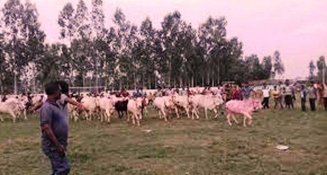 सन्दर्भ गोबर्धन पूजा : ‘मिस्टर गोरु’का लागि हुने खेल हुर्राहुर्री