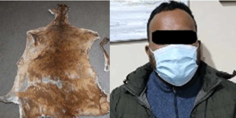 कस्तुरीको छालासहित तिमल्सिना पक्राउ