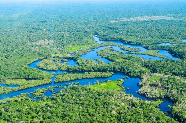 अमेजनको जंगल फडानी १५ वर्ष यताकै उच्च, एक वर्षमा १३ हजार वर्ग किलोमिटर क्षेत्रको जंगल विनाश