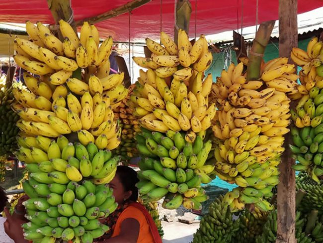 उदयपुरमा तिहार र छठमा लाखौँ मूल्यको केरा बिक्री