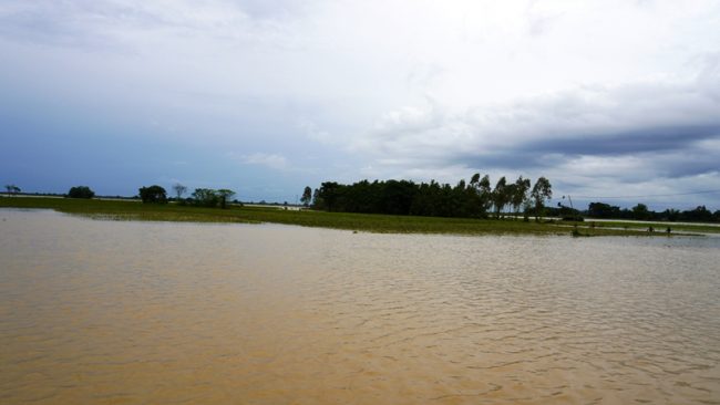 झापामा पाँच प्रतिशत धानमा पूर्ण क्षति, गत वर्षको तुलनामा उत्पादन नघट्ने