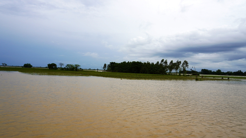 झापामा पाँच प्रतिशत धानमा पूर्ण क्षति, गत वर्षको तुलनामा उत्पादन नघट्ने
