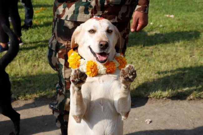 कुकुर तिहार सन्दर्भ : शान्ति सेनामा सैनिक डगको सहभागिता