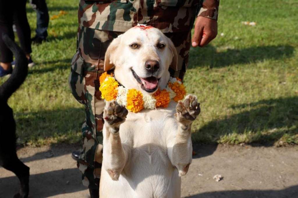 कुकुर तिहार सन्दर्भ : शान्ति सेनामा सैनिक डगको सहभागिता