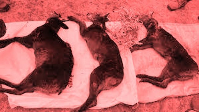 पाँच कस्तुरी र एउटा फ्याउरो मृत फेला