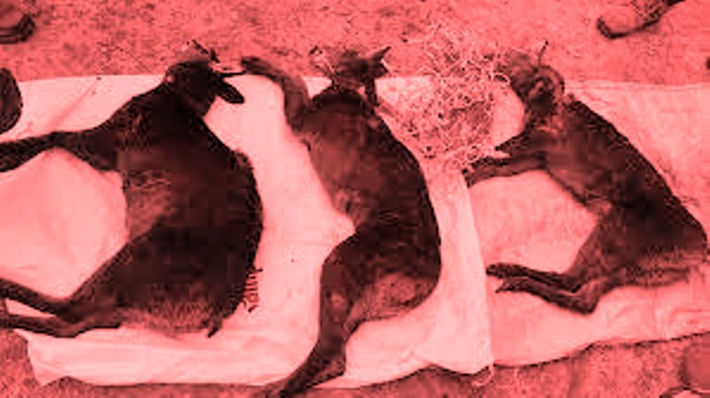 पाँच कस्तुरी र एउटा फ्याउरो मृत फेला