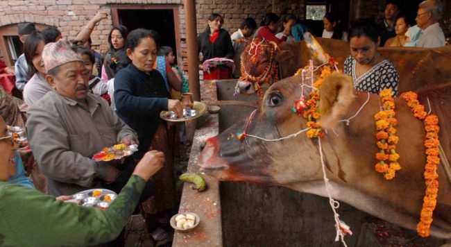 तिहारको चौथो दिन आज गाई, गोरु, गोवर्द्धन पूजा मनाइँदै