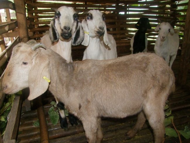 “आफ्नै गाउँठाउँमा सुन फलाउन सकिन्छ”