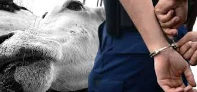 गाई काटेको आरोपमा पाँच पक्राउ