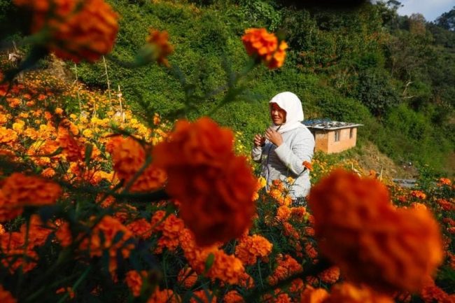 इचंगुका किसानलाई फूल टिप्न भ्याइनभ्याइ