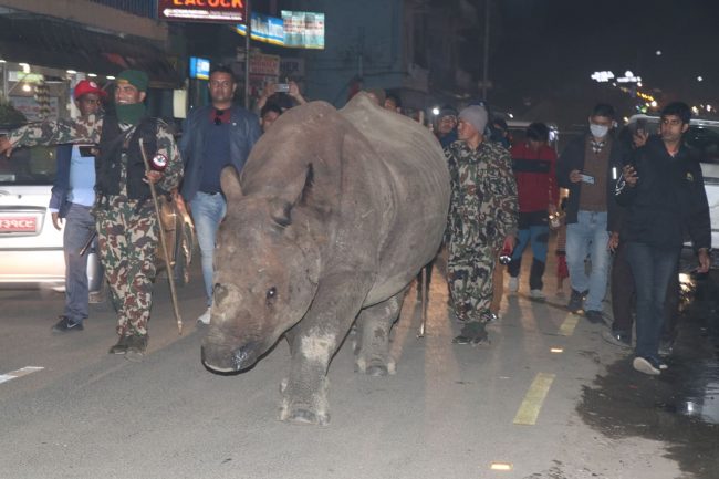 एमालेको महाधिवेशन स्थलमा कहाँबाट आयो जिवित गैंडा ?