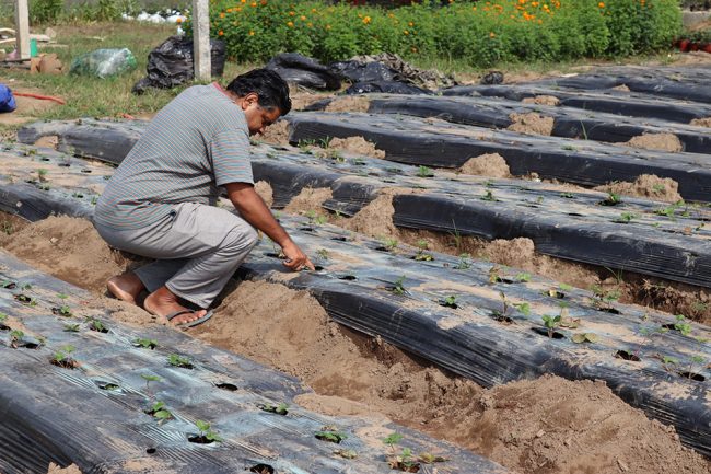 चितवनमा स्ट्रबेरीको व्यावसायिक खेती, टिकटक बनाउन अब शुल्क तिर्नुपर्ने