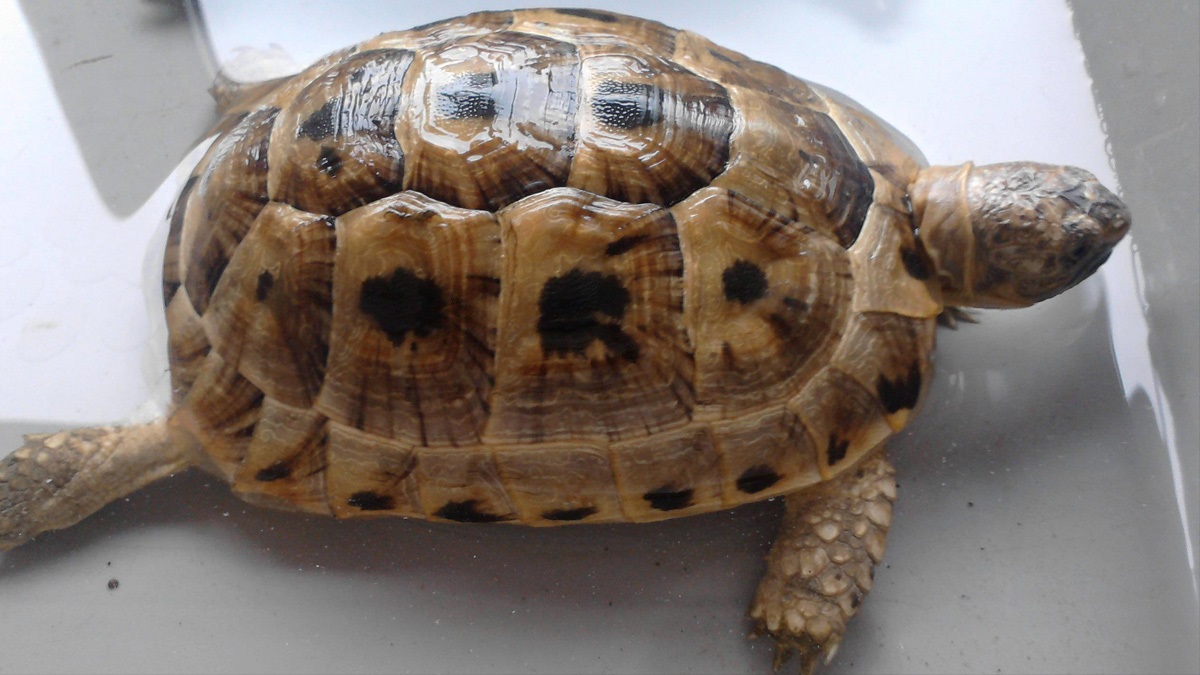 कछुवासहित दुई पक्राउ