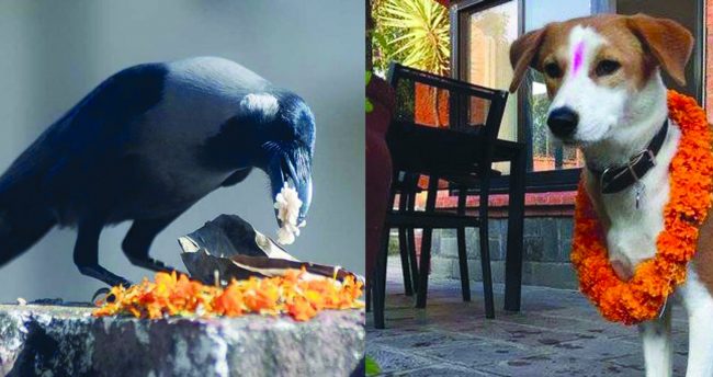 यमपञ्चकको दोस्रो दिन आज काग र कुकुर तिहार