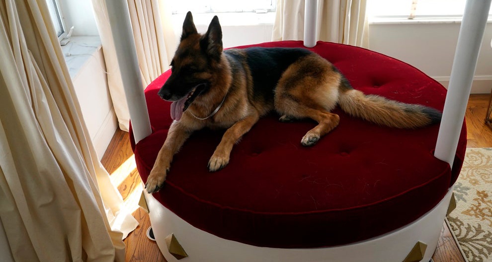 संसारकै धनी कुकुरले आफ्नो ३ अर्ब ६७ करोडको भव्य घर बेच्दै