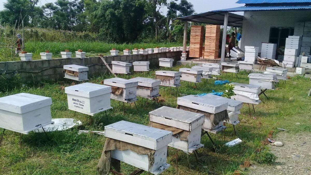 घारमा सुलसुलेको सङ्क्रमणले मौरी मर्न थाले