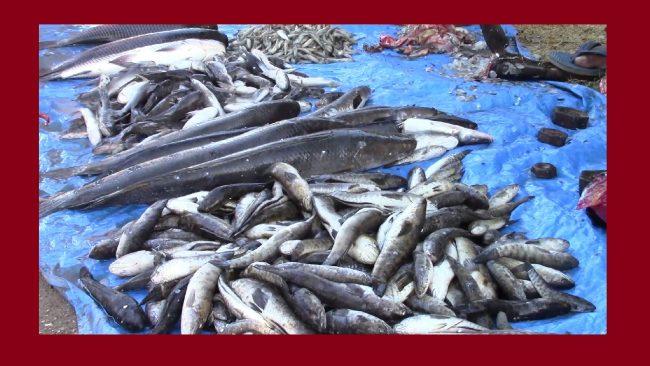 कांग्रेसको महाधिवेशनमा कलकत्ताका माछा