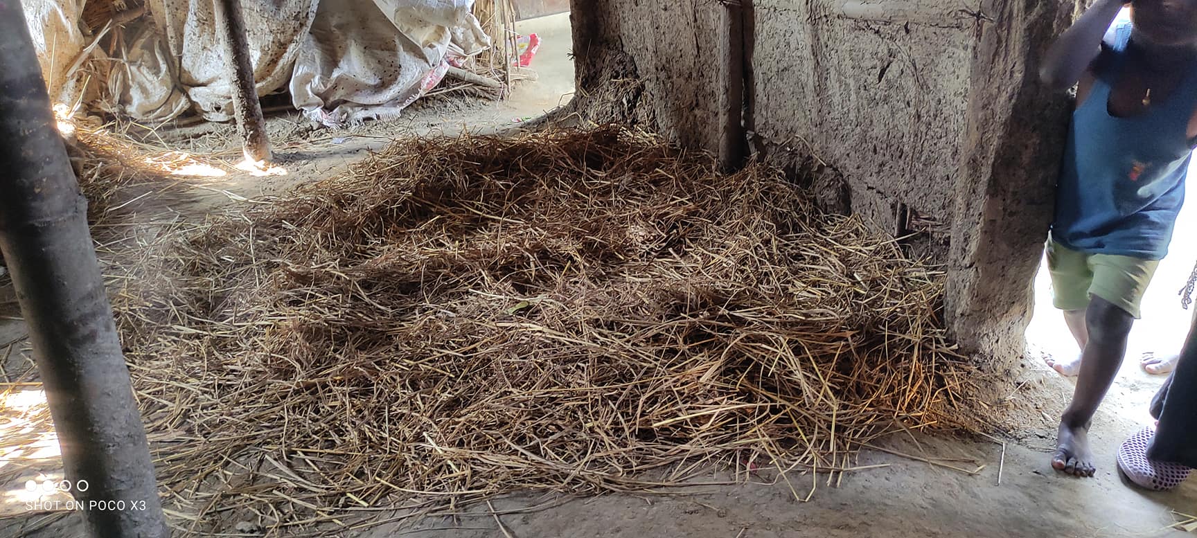 शितलहरमा सप्तरीका दलित विपन्नलाई पुवारको भर