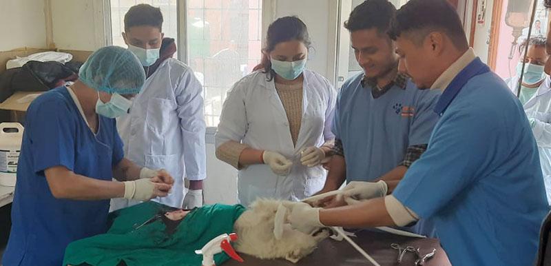 रेबिज नियन्त्रण गर्न लमजुङमा कुकुर र बिरालोको बन्ध्याकरण