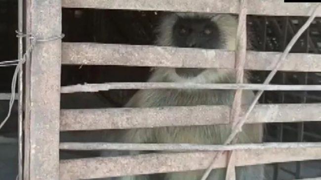 ग्याङ फाइटमा ८० भन्दा धेरै कुकुरका छाउरा मार्ने २ वटा बाँदर पक्राउ परे