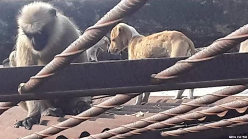 कुकुर र बाँदरबीच ‘ग्याङ फाइट’ परेको होइन, यस्तो रहेछ बाँदरले छाउरा उठाउनुको कारण