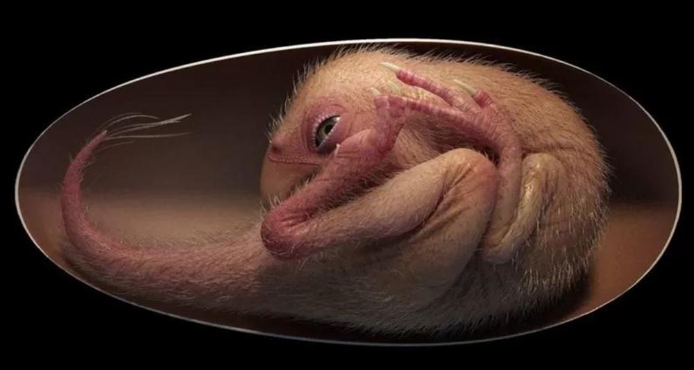 डायनोसोरको पूर्ण विकसित बच्चासहितको अण्डा भेटियो