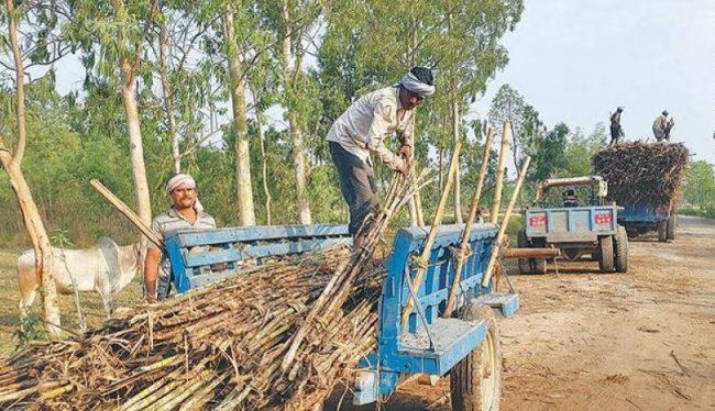 सरकारले मूल्य नतोक्दा सस्तोमा उखु बेच्दै किसान
