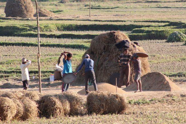 तनहुँमा धान उत्पादन घट्यो